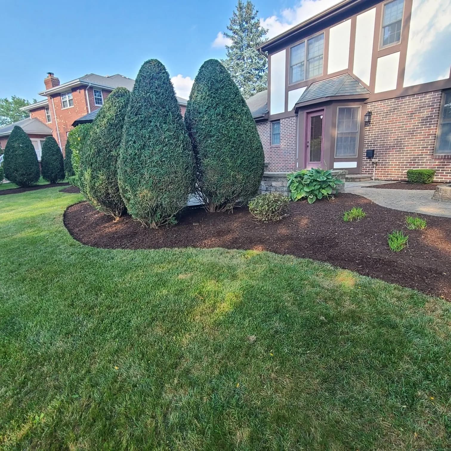 Sculpted evergreen shrubs along a clean landscaped bed edge