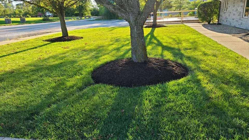 Sharp edging around a mulched tree ring
