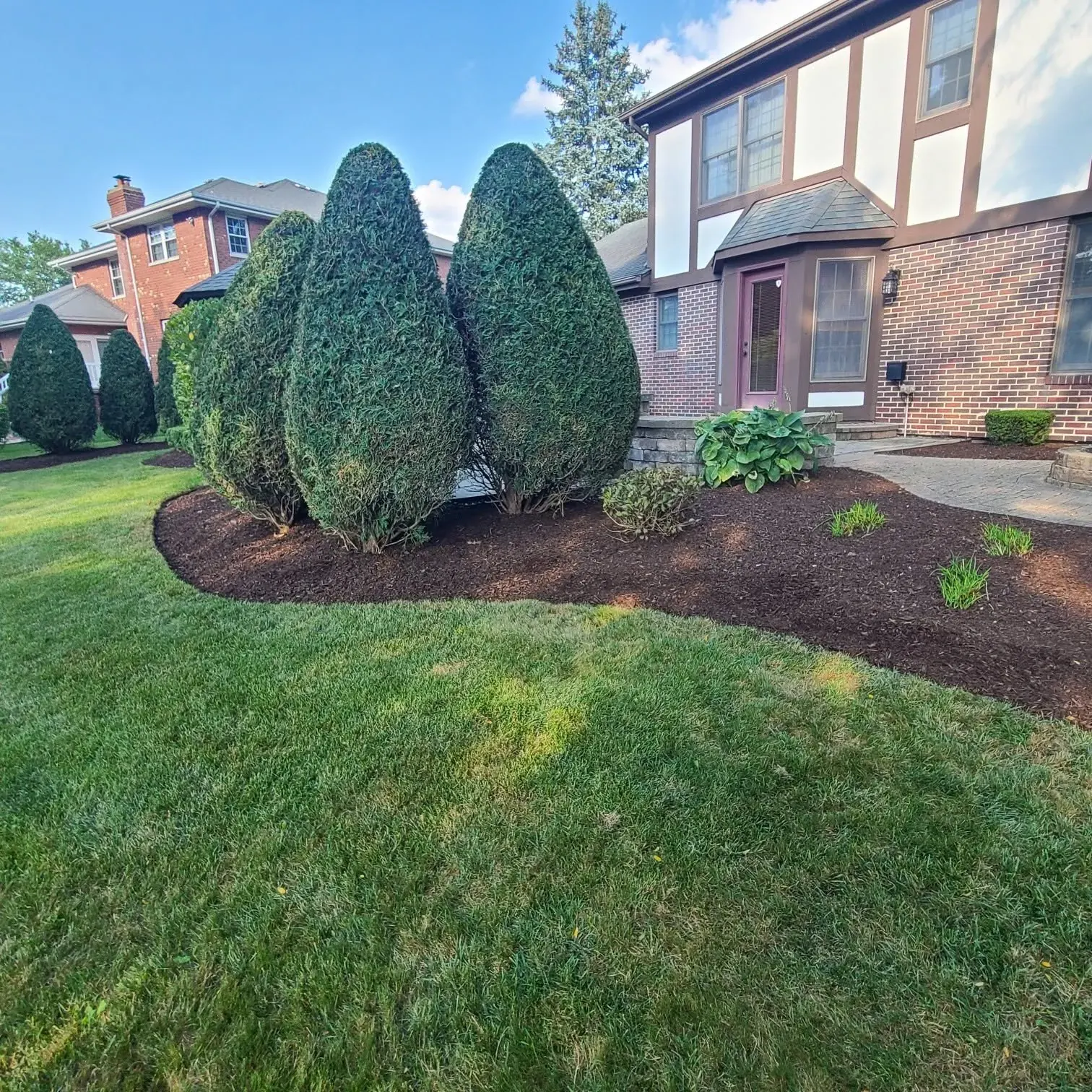 Sculpted evergreen shrubs along a clean landscaped bed edge